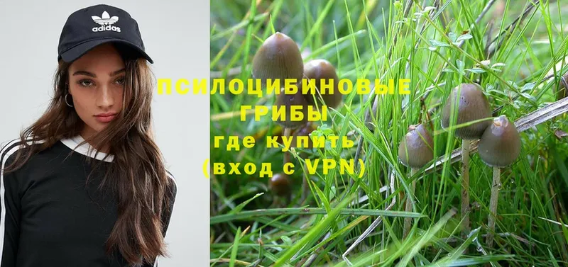 Псилоцибиновые грибы Magic Shrooms  Красный Кут 